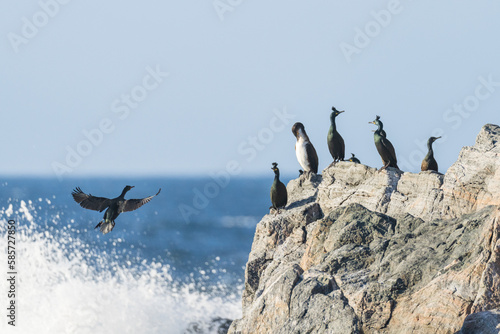 European shag (Phalacrocorax aristotelis) © Johannes Jensås