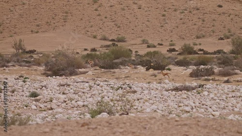 Herd of Dorcas Gazelle (Gazella dorcas) walking in the desert in opan riverbad photo