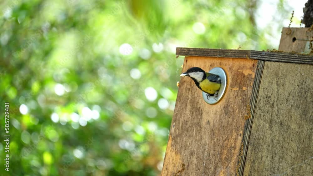 Great Tit (Parus major) Leaving nesting box Great Tit (Parus major) Leaving nesting box