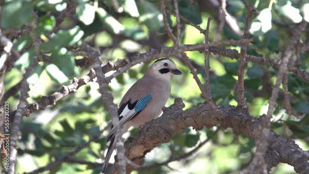Eurasian jay (Garrulus glandarius) perching on a tree Eurasian jay (Garrulus glandarius) perching on a tree