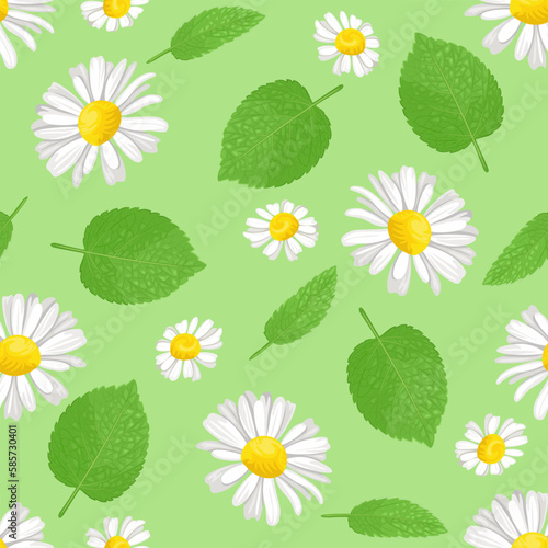 Mint and chamomile seamless pattern. Botanical background with daisy flowers and green leaves.