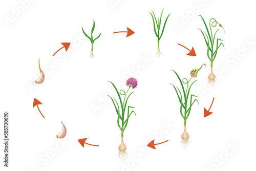 Garlic growth cycle. Vector illustration of bulbous plant development infographic. Sequential process of growing leafy vegetables