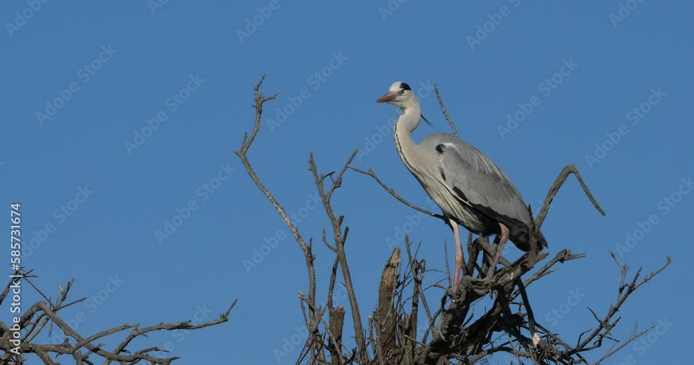 Grey herons, Ardea cinerea, Camargue, ornithological park of Pont de Gau in France Grey herons, Ardea cinerea, Camargue, ornithological park of Pont de Gau in France