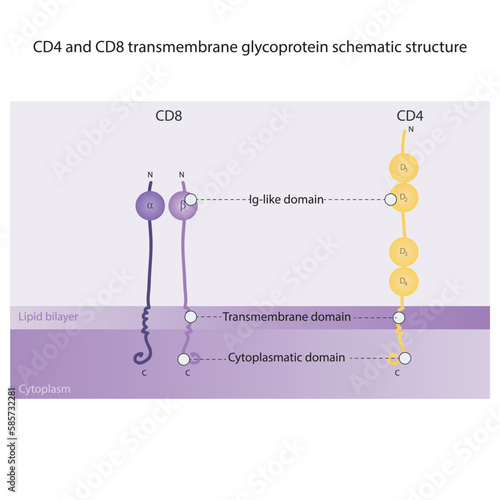 CD4 and CD8 transmembrane glycoprotein schematic structure scientific diagram illustration, showing Ig-like, transmembrane and cytoplasmatic domains. Purple and yellow colors. photo