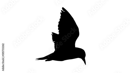 Tableau sur toile sterna in flight