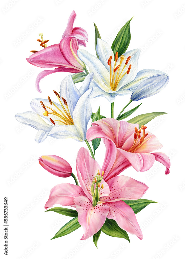 Pink and white flower. Bouquet of flowers lilies, watercolor botanical illustration, lily on isolated white background