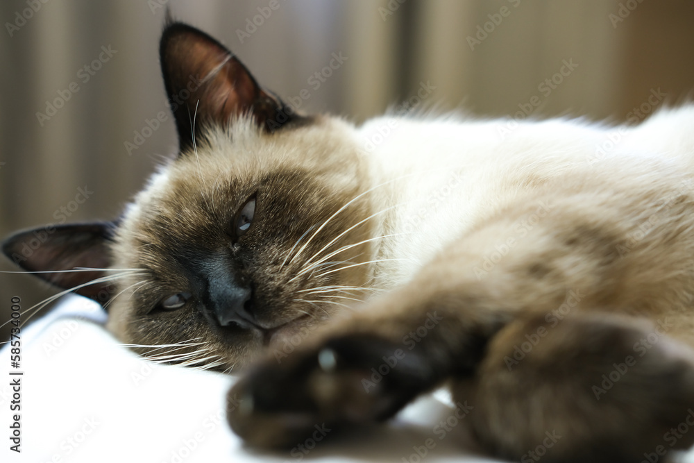 A fluffy Siamese cat with his eyes closed is resting on the bed. Concept of adorable little pets.
