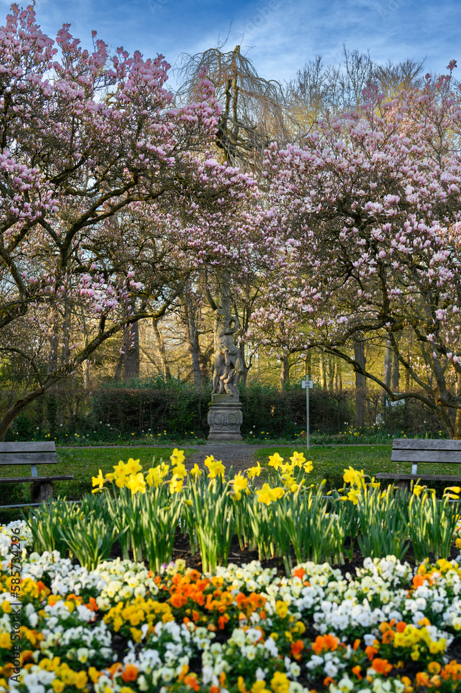 Obraz premium Magnolien