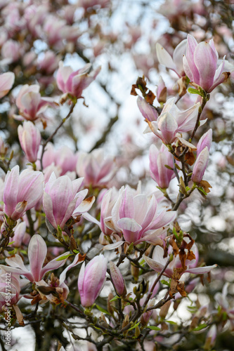 Magnolien