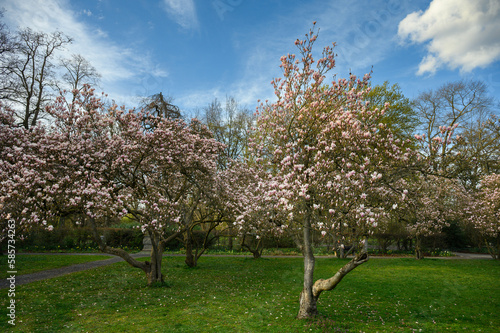 Magnolien