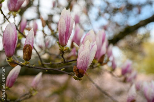 Magnolien
