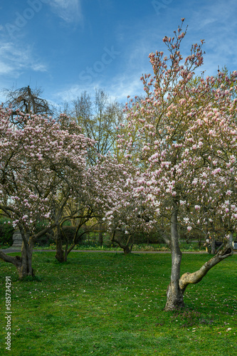 Magnolien