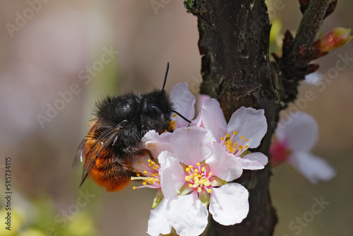 Closeup on a female European orchard mason bee, Osmia cornuta, drinking nectar from a white cherry flower photo