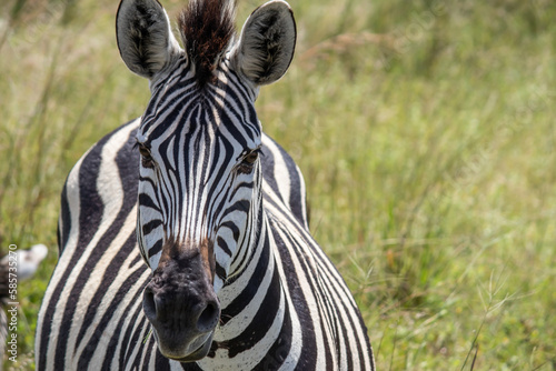 Zebra s close headshot  in her natural habitat in Imire Rhino and Wildlife Conservancy  Zimbabwe  Africa
