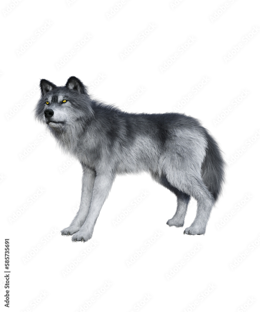 Photo &amp; Art Print Gray Wolf in PNG, Book cover design image,3d rendering
