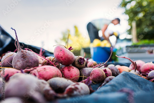 Close-up of fresh beetroots, woman working on allotment in background