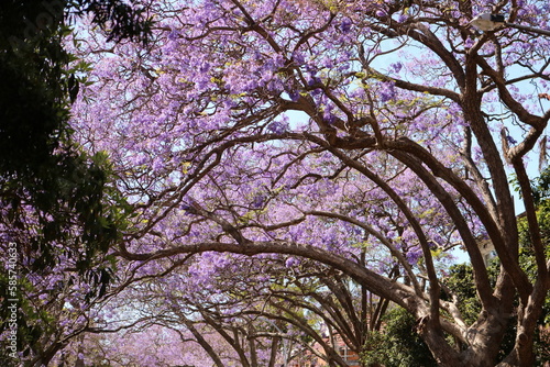 Jacaranda flowers 