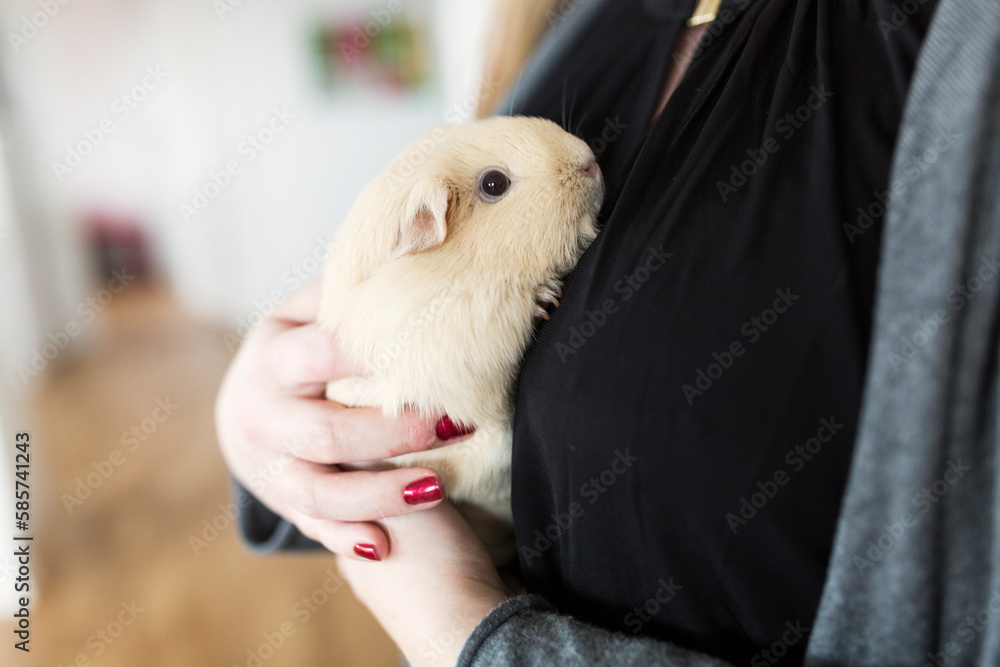 Mid section of woman holding guinea pig Mid section of woman holding guinea pig