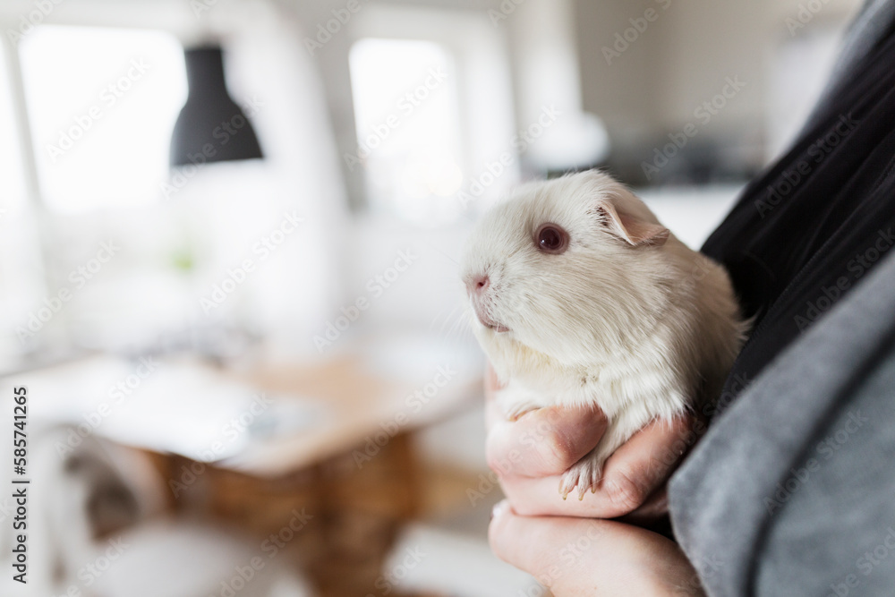 Mid section of woman holding guinea pig Mid section of woman holding guinea pig