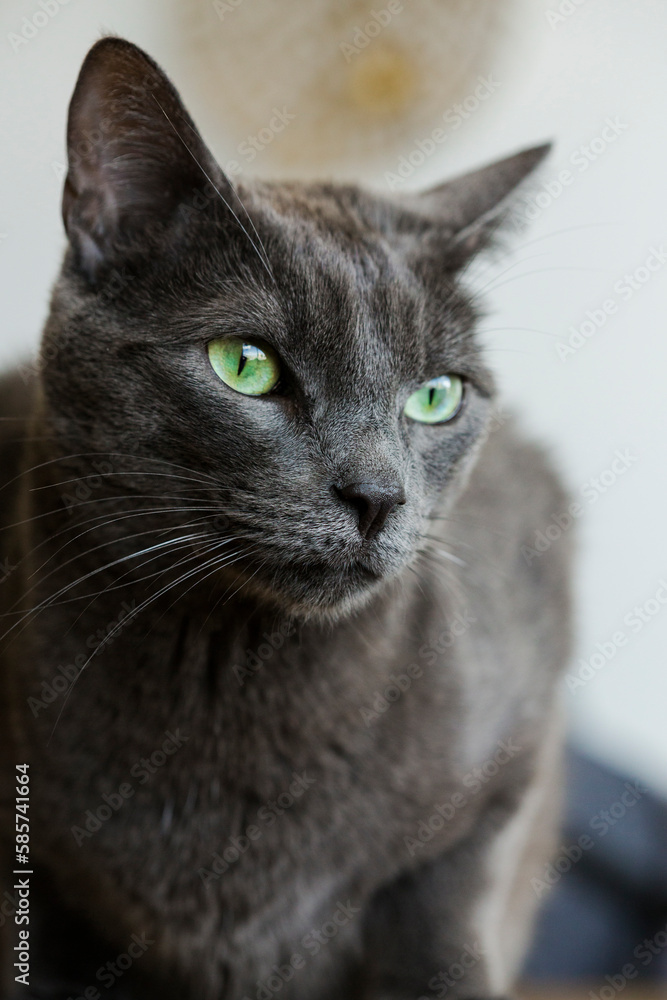 Beautiful grey cat with green eyes, pet portrait. Healthy and glamorous pet.