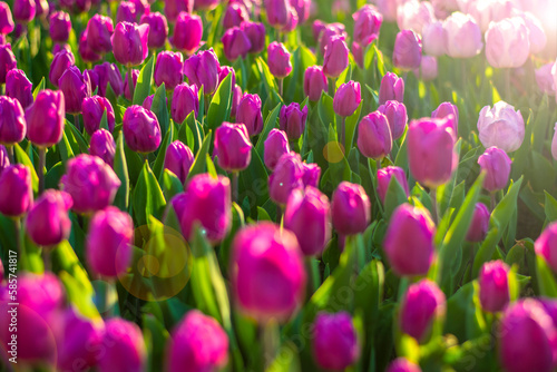 Field of purple tulips at sunset Floral background Tulip spring flowers concept