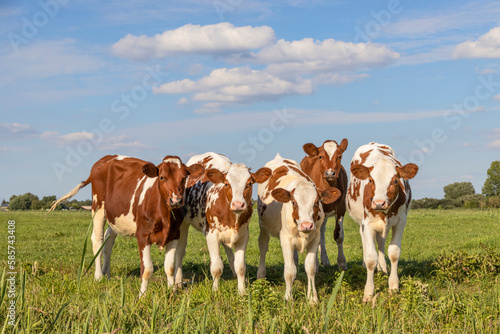 Young cow calves in a row, side by side, standing in a green meadow, red and white group of heifer together happy and playful under a blue sky photo