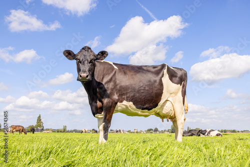 Cow full length side view in a field black and white, standing milk cattle, a blue sky and horizon over land in the Netherland