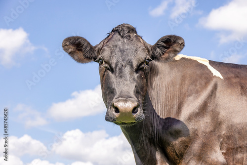 Milk cow, looking cute, black and white dairy stock, black nose, the background a blue sky © Clara