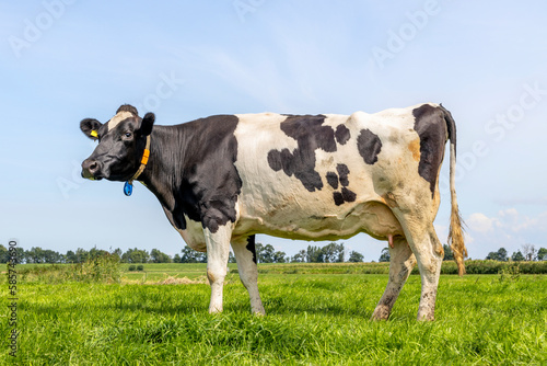Cow standing full length in side view, Holstein milk cattle black and white, udder large and full and mammary veins