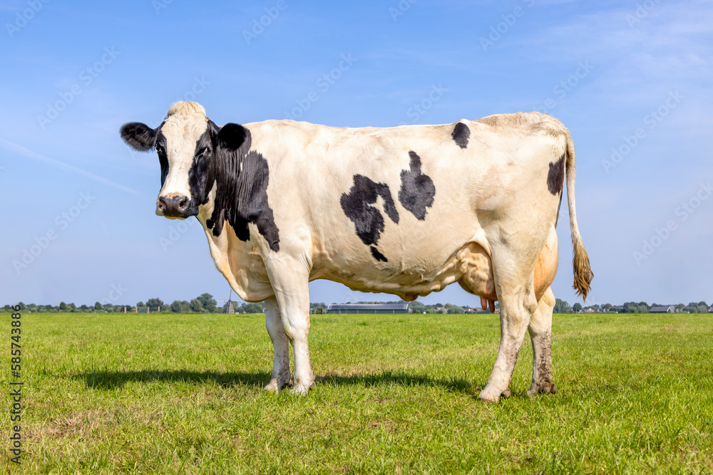 Cow milk cattle black and white, standing Holstein livestock, udder large and full and mammary veins, a green field and a blue sky Cow milk cattle black and white, standing Holstein livestock, udder large and full and mammary veins, a green field and a blue sky