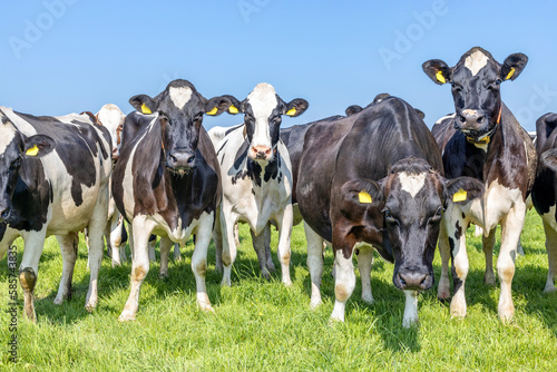 Pack cows in front row, a black and white herd, group together, happy and joyful and playful, bunch of cattle, in a green field and blue sky