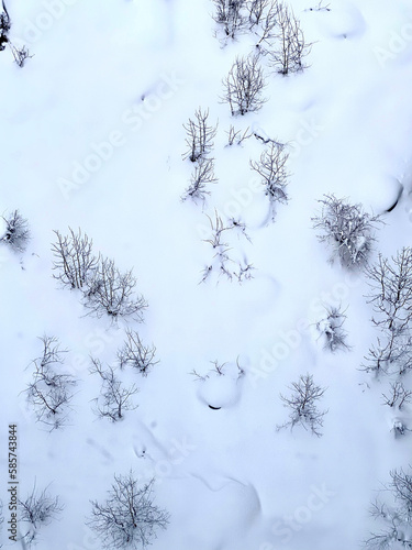 Dry flowers and grass are in white snow  abstract natural winter background photo