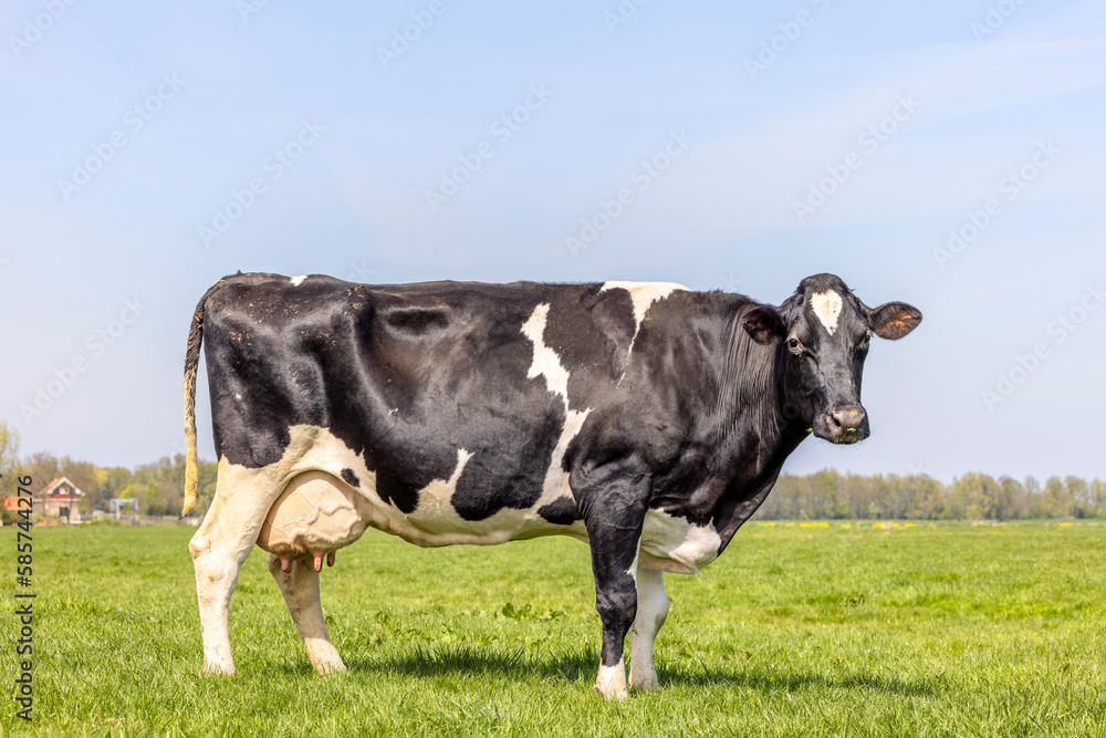 Dairy cow milk cattle black and white, standing on a path, Holstein cattle, udder large and full and mammary veins, a blue sky