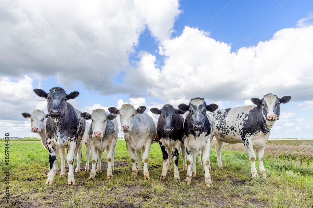 Cows side by side in a field, front view, black and white looking curious, a cloudy blue sky