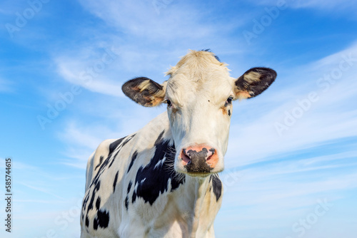 Cute cow looking friendly and shy, pink nose, medium shot of a black-and-white cow in front of a blue sky © Clara