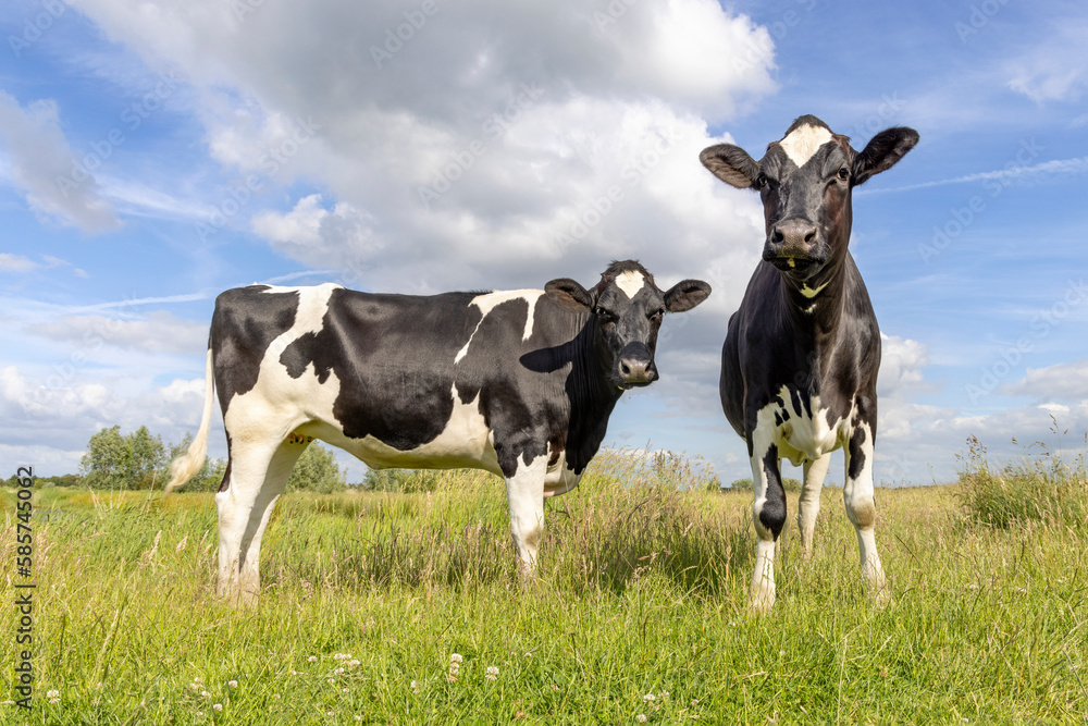 Two cows black and white, standing full length, in the Netherlands, friesian holstein in a green field and a blue sky Two cows black and white, standing full length, in the Netherlands, friesian holstein in a green field and a blue sky