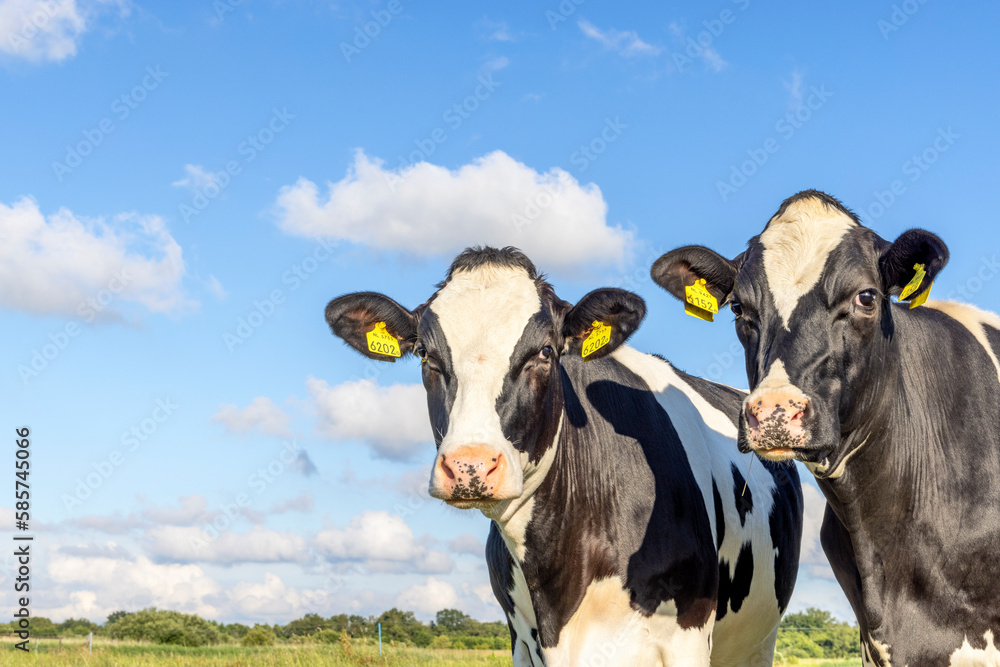 Two cow heads happy portrait, two cows together, black and white and copy space