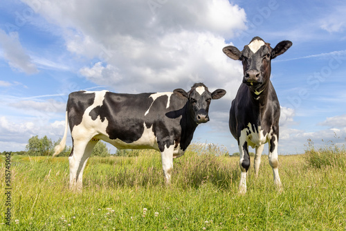 Two cows black and white, standing full length, in the Netherlands, friesian holstein in a green field and a blue sky