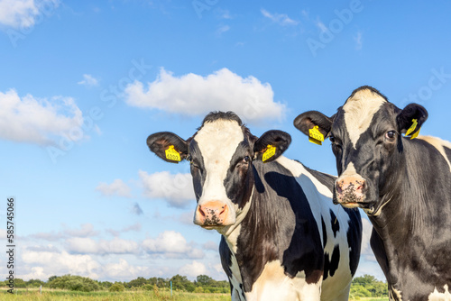 Obraz na płótnie Two cow heads happy portrait, two cows together, black and white and copy space w salonie