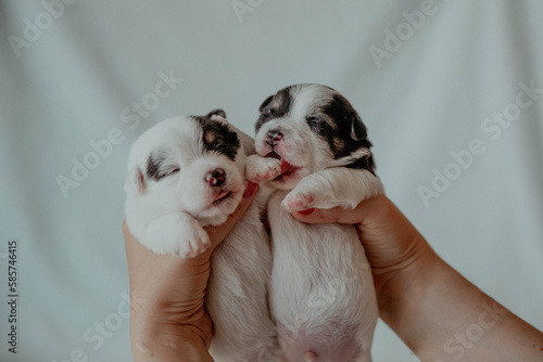 Cute newborn puppy jack russell terrier on hands photo