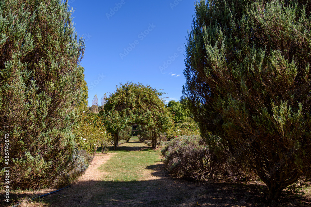 Fototapeta premium Lavandula Swiss Italian Lavender Farm just outside of Daylesford, Victoria, Australia
