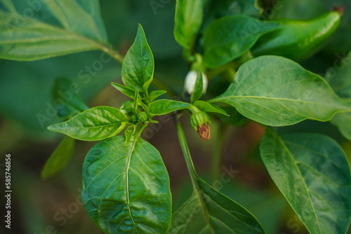Flower of pepper and juicy green leaves, selective focus. Flower bell pepper among green leaves in the garden. The first flowers of planted peppers