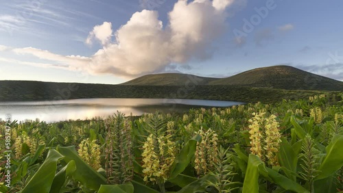 Sunset over ginger lilies in flower at Caldeira Rasa lake on Flores, Azores Islands, Portugal, Atlantic photo