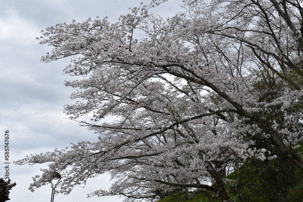 Obraz premium 桜