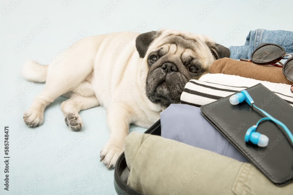 A beige pug dog lies sadly near a suitcase with clothes, waiting for the owners to leave on vacation or travel.