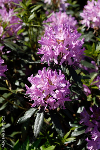 Pink Rhododendronbl  te   Close-Up  Deutschland