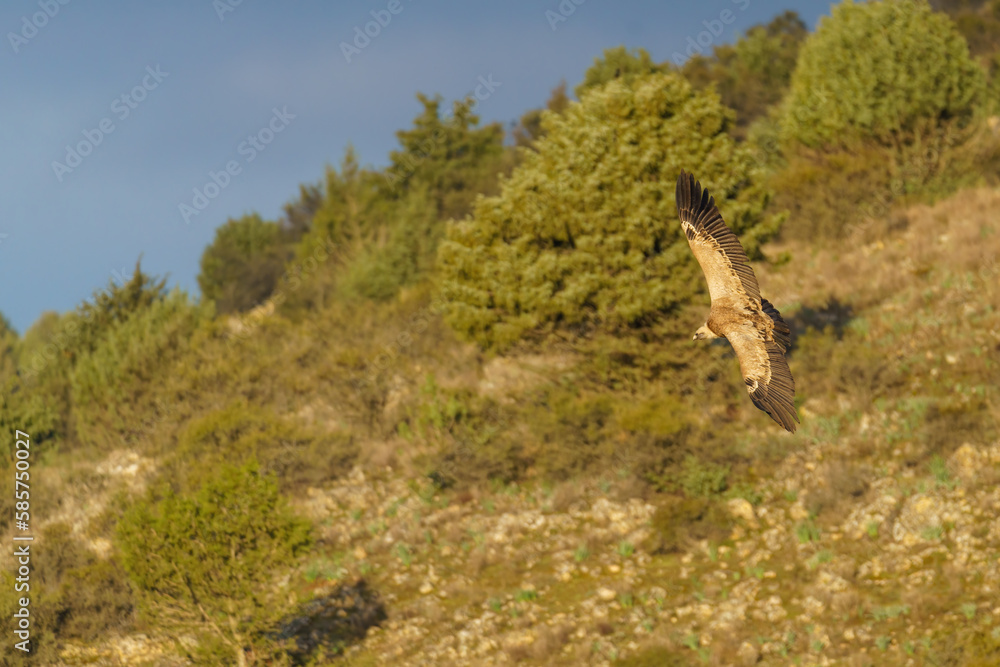 Griffon vulture flying over the trees with green leaves in spring at dusk Griffon vulture flying over the trees with green leaves in spring at dusk