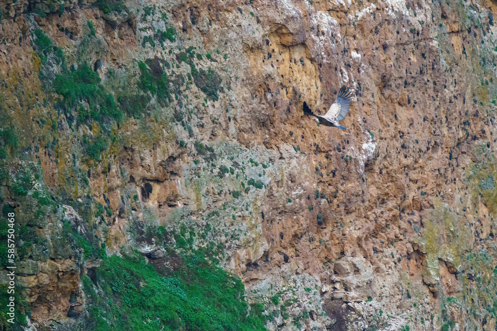 Griffon vulture landing on granite rock in the early morning sunshine