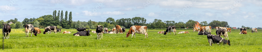 Cows grazing in the pasture, a group peaceful and sunny, a herd in Dutch landscape of flat land with a wide blue sky with white clouds