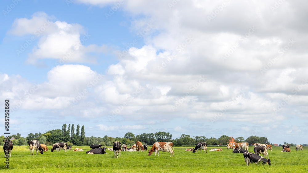 Cows grazing in the field, a group peaceful and sunny, a herd in Dutch landscape and wide blue sky with white clouds